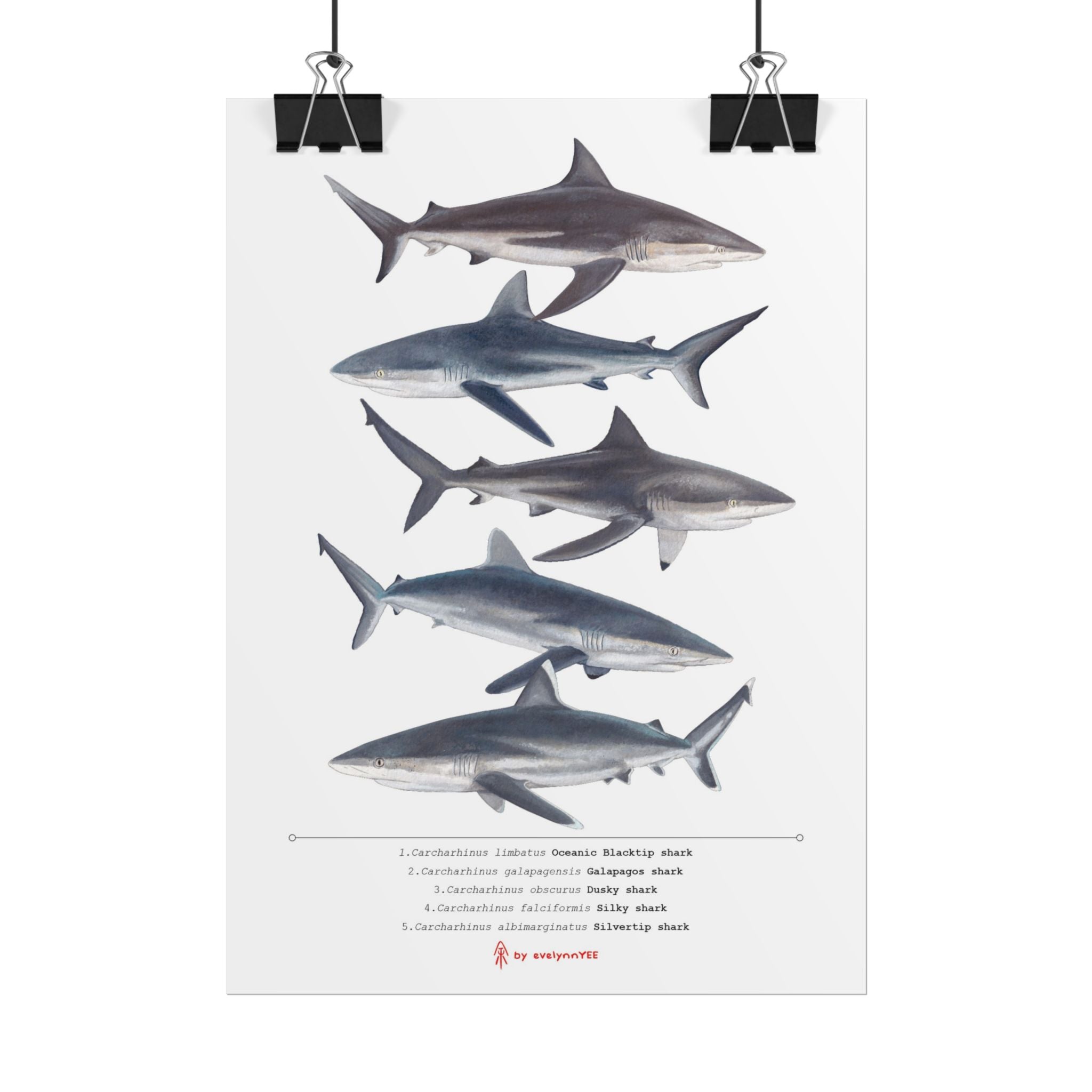 Carcharhinus