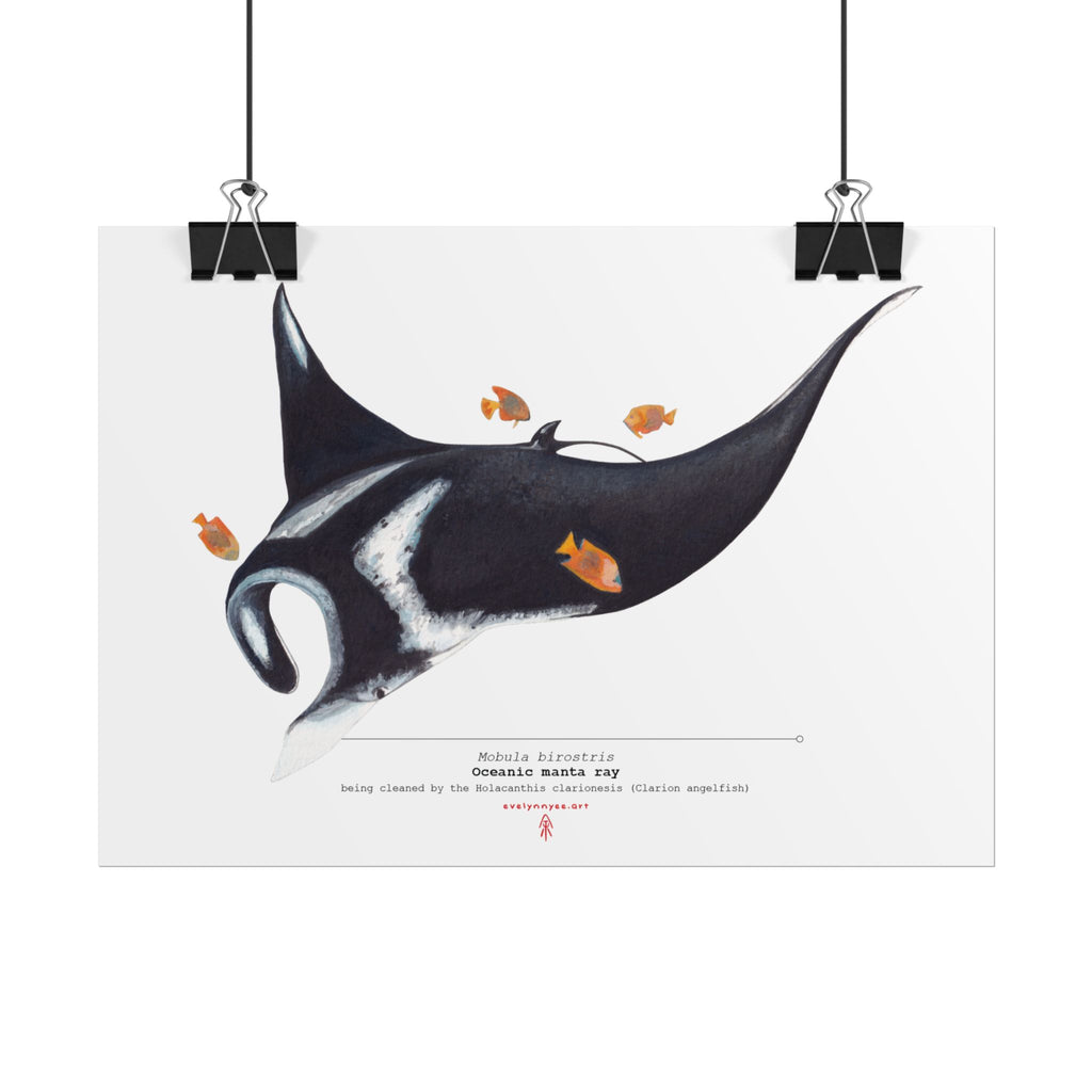 Oceanic Manta Ray