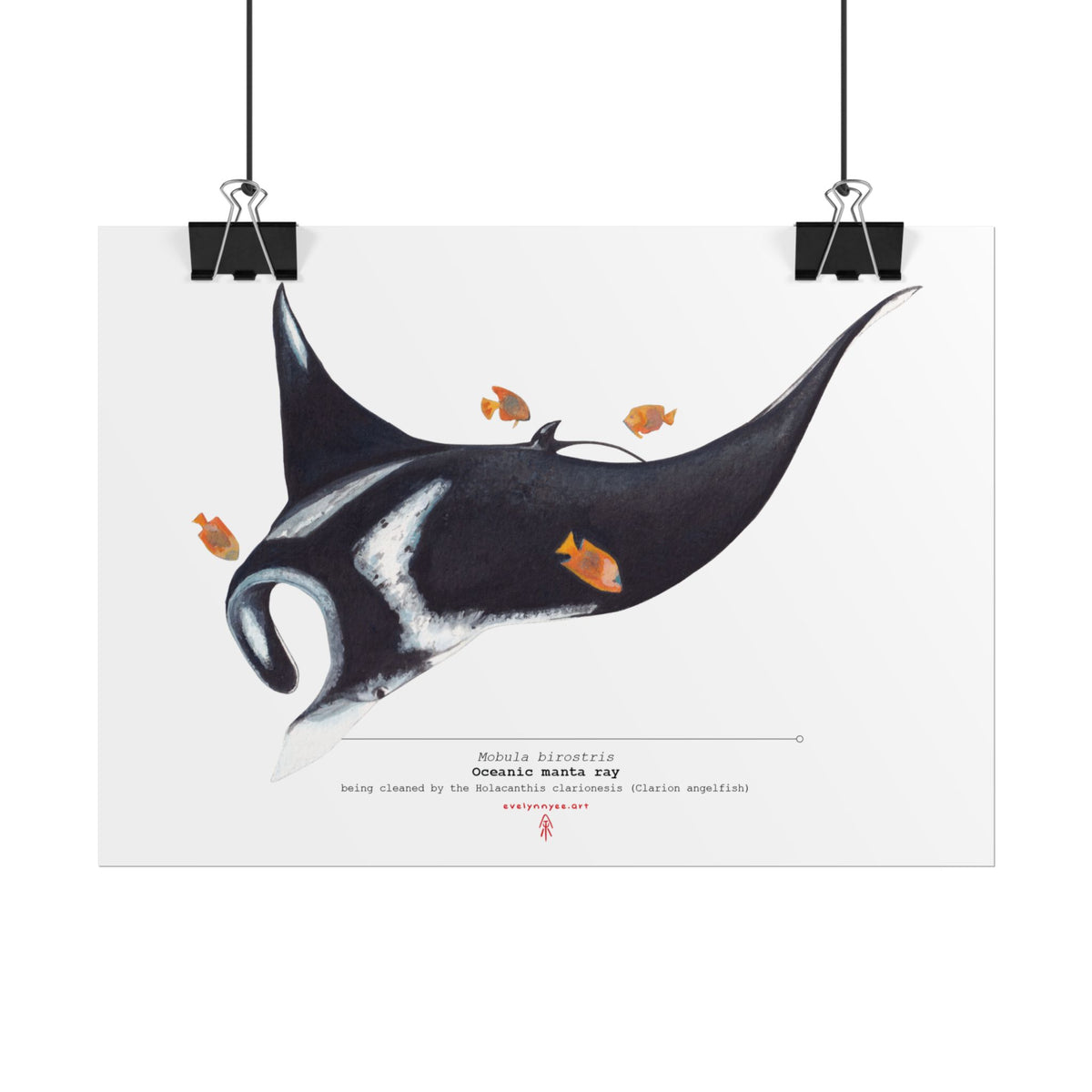 Oceanic Manta Ray
