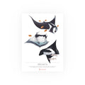 Oceanic Manta Rays