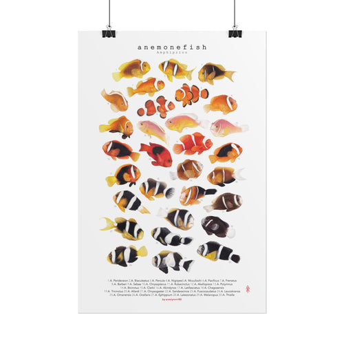 Amphiprion Version B (Vertical)