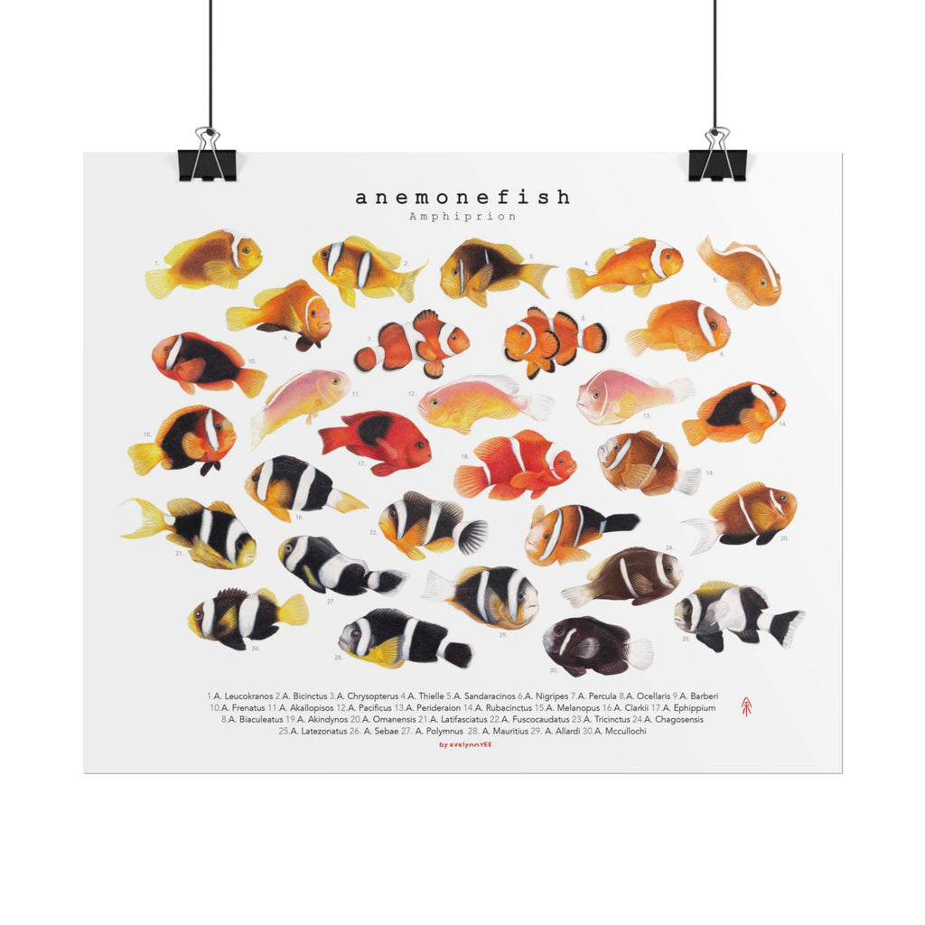 Amphiprion Version B (Horizontal)