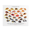 Amphiprion v2, Landscape
