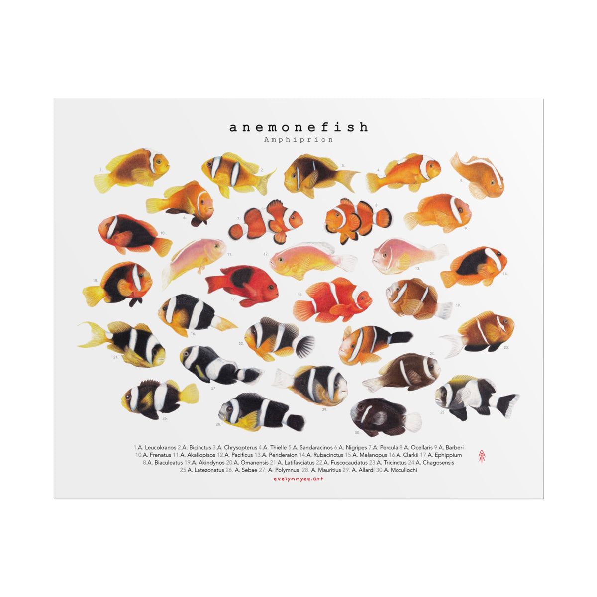 Amphiprion v2, Landscape