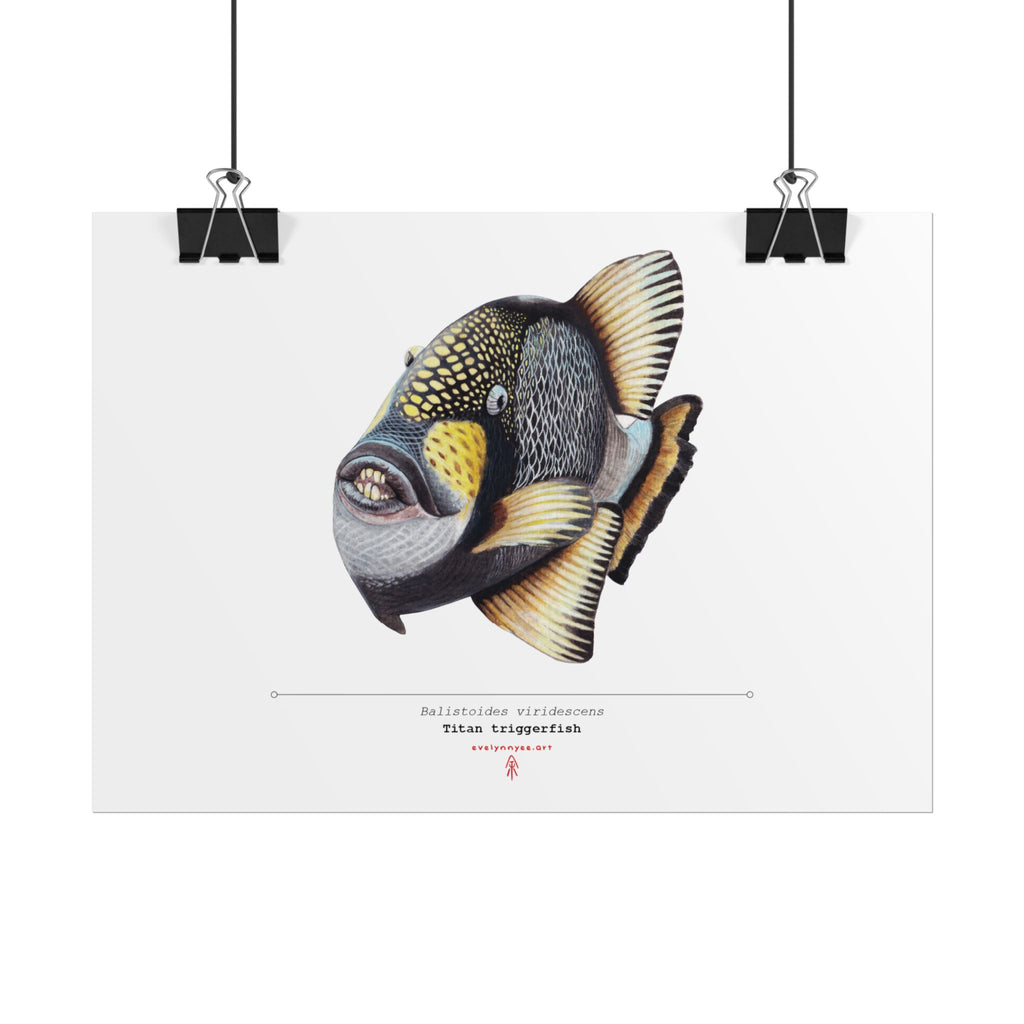 Titan Triggerfish