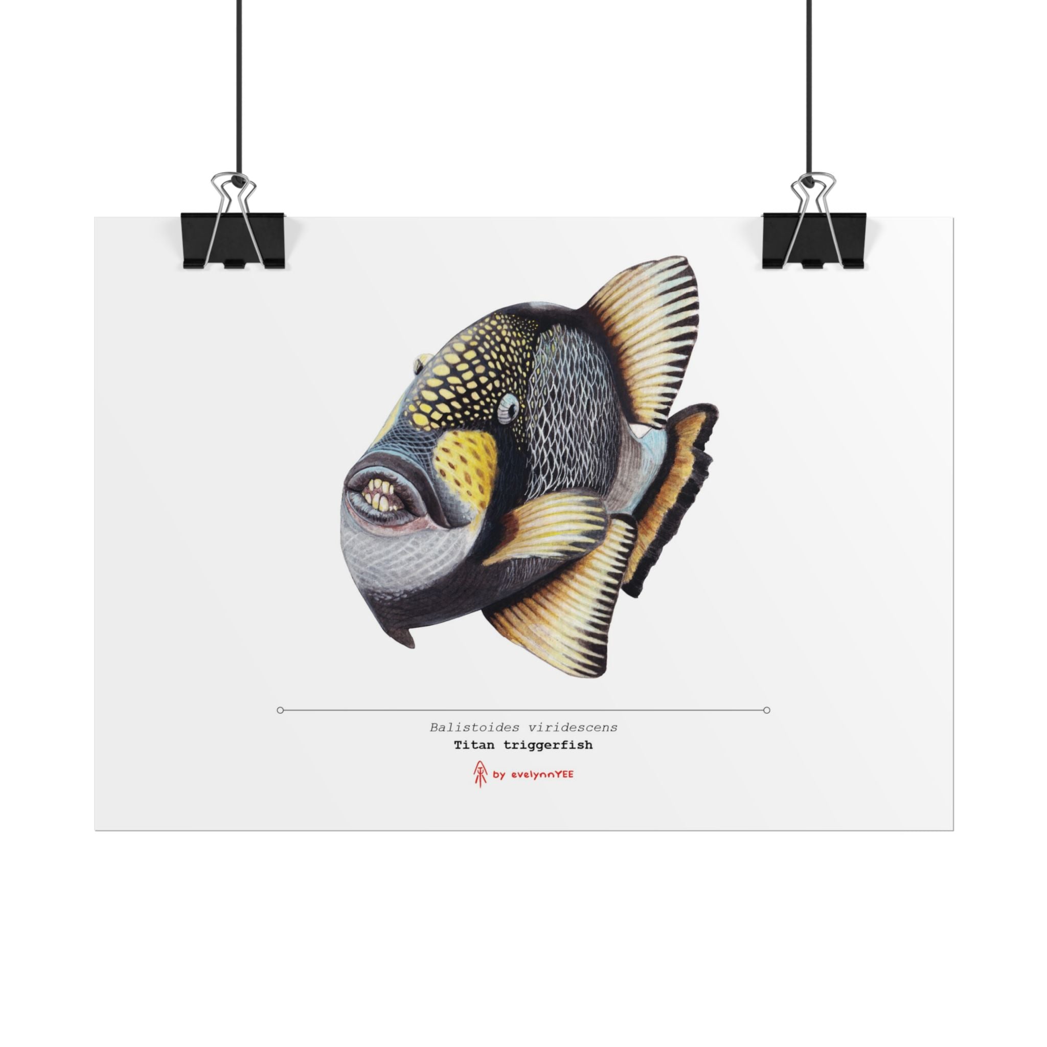 Rolled Posters
