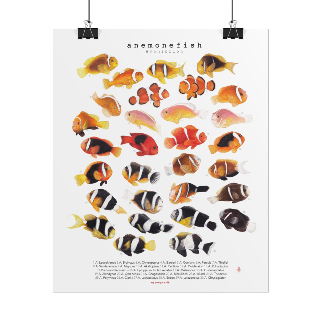 Amphiprion Version B (Vertical)