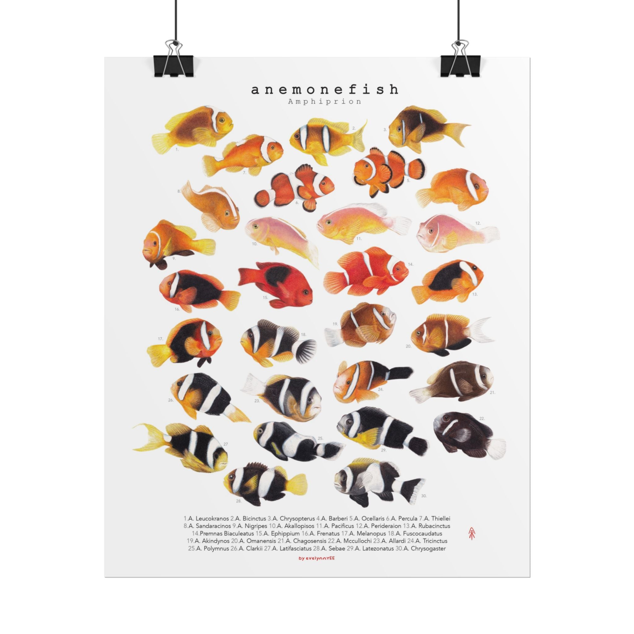 Amphiprion Version B (Vertical)