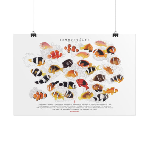 Amphiprion (Version A, Horizontal)