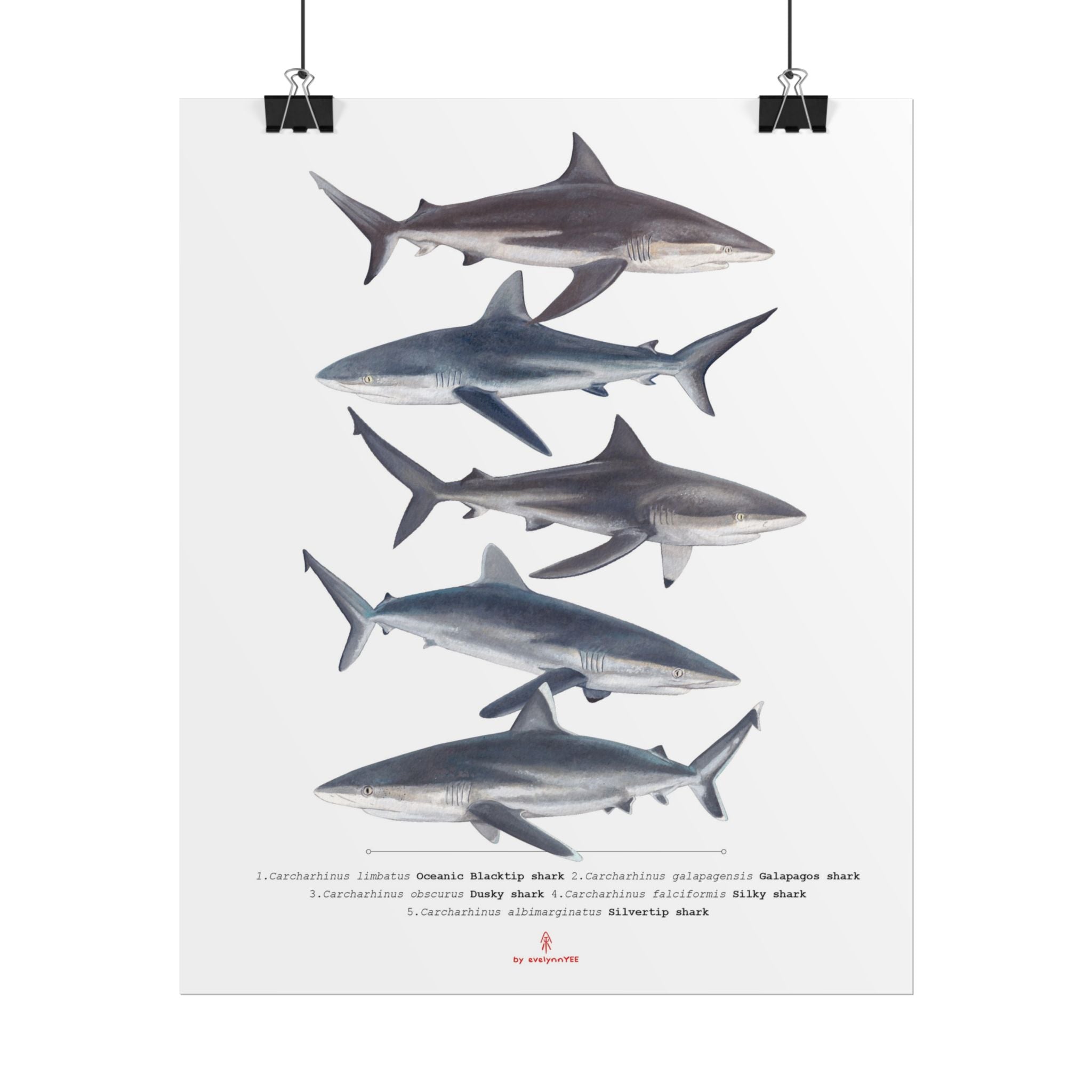 Carcharhinus