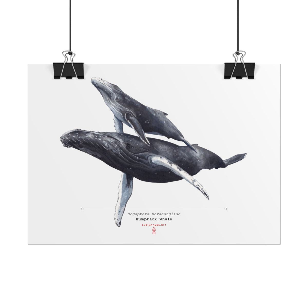 Humpback Whale