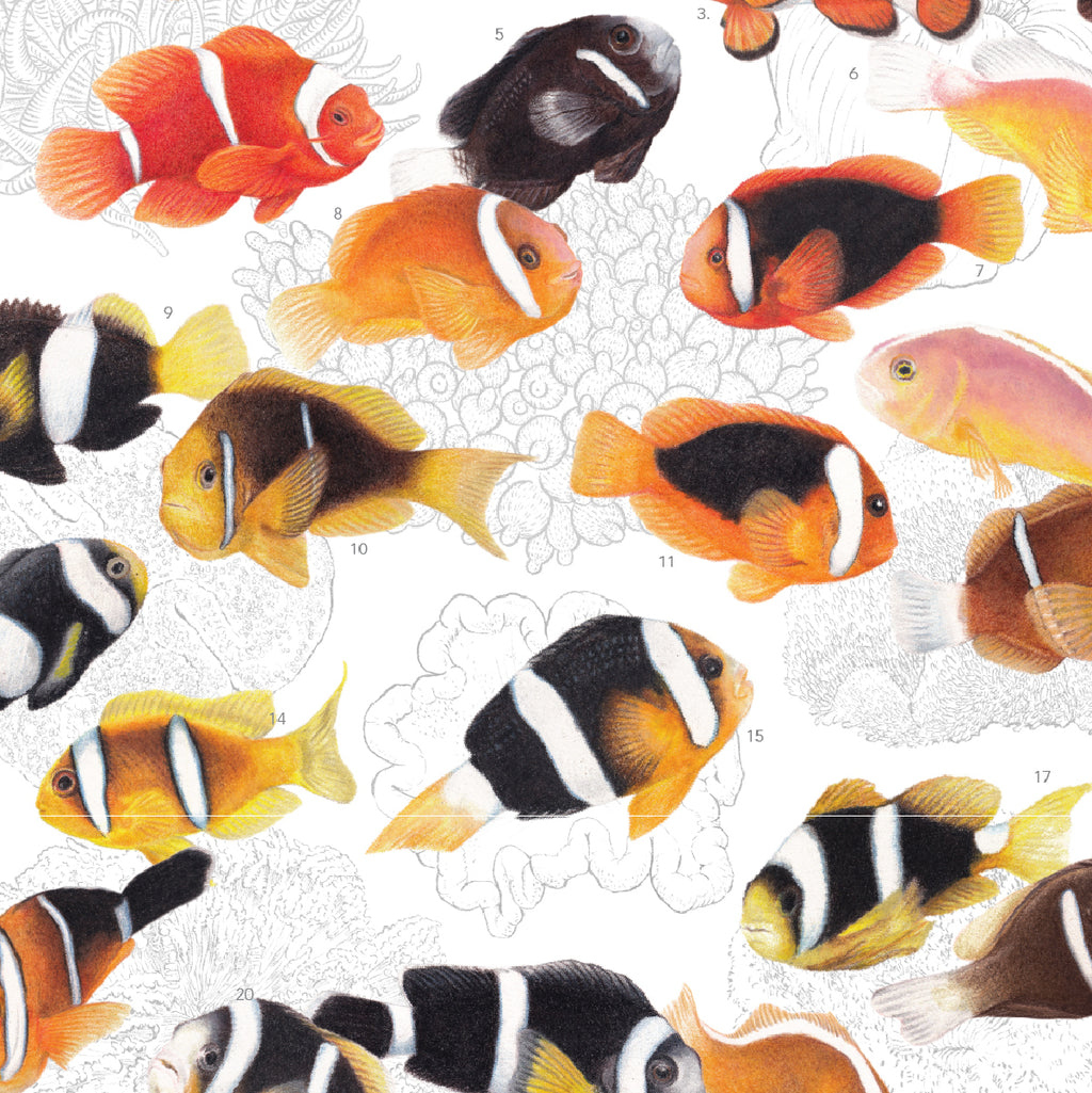 Amphiprion (Version A, Vertical)