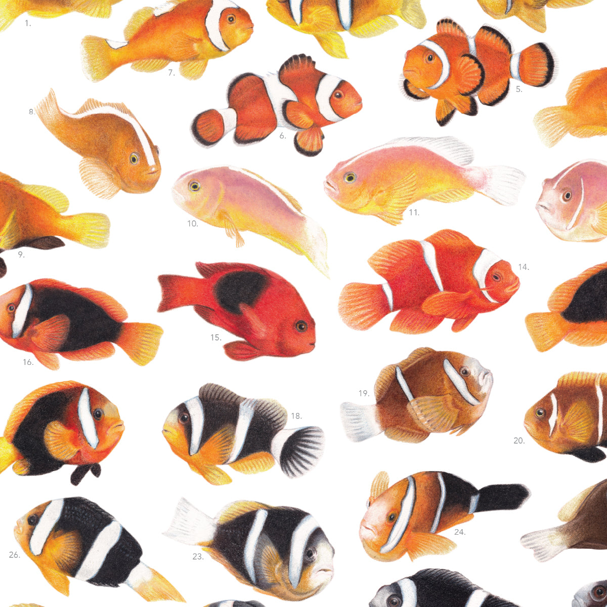 Amphiprion Version B (Vertical)