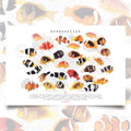 Amphiprion, Version A (Horizontal)