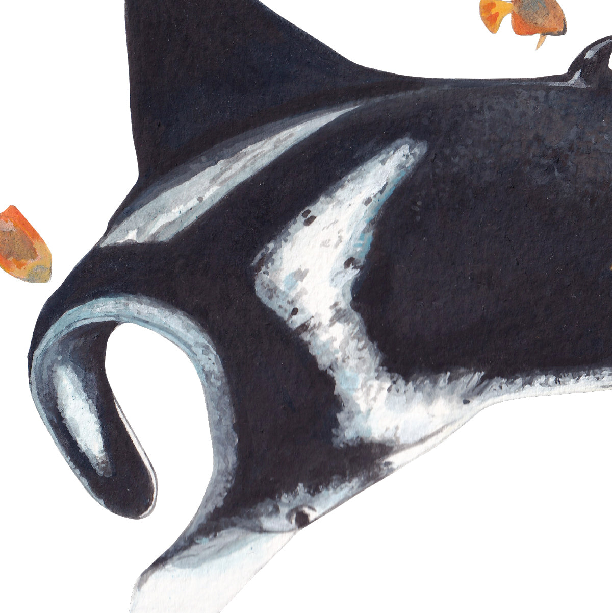 Oceanic Manta Ray