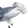 Scalloped hammerhead shark