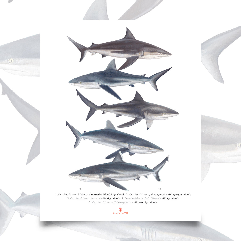 Carcharhinus