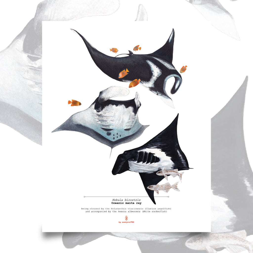 Oceanic Manta Rays